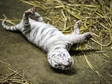 Seekor anak harimau putih berusia dua hari di kebun binatang di Managua, Nikaragua pada Rabu (3/11/2021). Tiga anak harimau putih, terdiri dari dua betina dan satu jantan, lahir untuk pertama kalinya di penangkaran Kebun Binatang Nikaragua. (OSWALDO RIVAS / AFP)