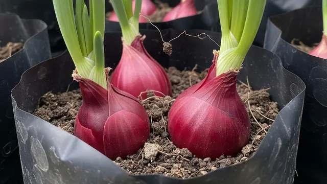 Menanam Bawang Merah di Polybag