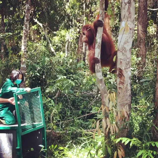 Sherina ikut serta pelepasan orang utan di Pulau Kaja, 21 Desember 2018. (dok Instagram @sherinasinna/https://www.instagram.com/p/BropAjCBAhZ//Adhita Diansyavira)