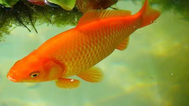 9 Arti Mimpi dapat Ikan Banyak, Benarkah Pertanda Kabar Baik?