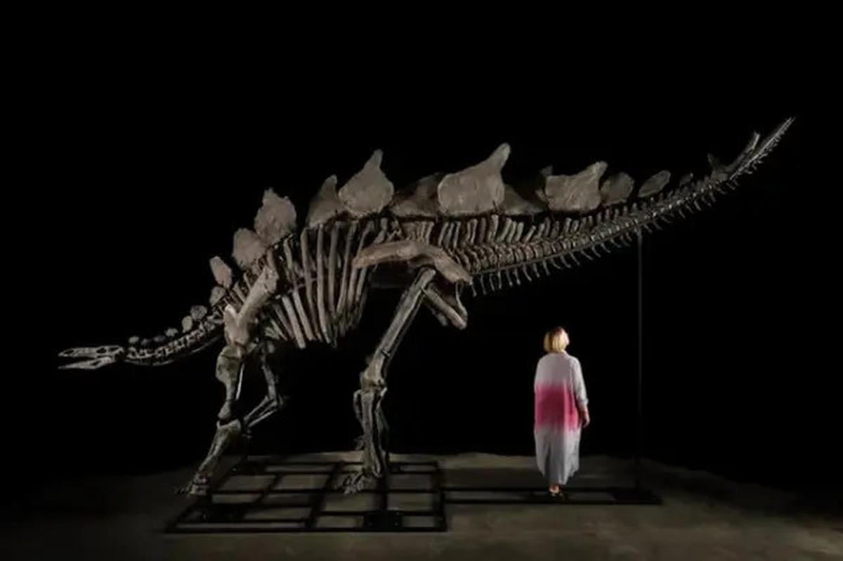 Kerangka Dinosaurus Apatosaurus Laku Terjual Rp100 Miliar, Bakal Dipajang di Museum Prancis