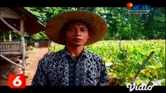 Memanfaatkan lahan kosong sekolah sebagai bagian pendidikan luar sekolah. Pelajar di Kabupaten Gresik mengembangkan budidaya bercocok tanam buah melon varietas unggul.