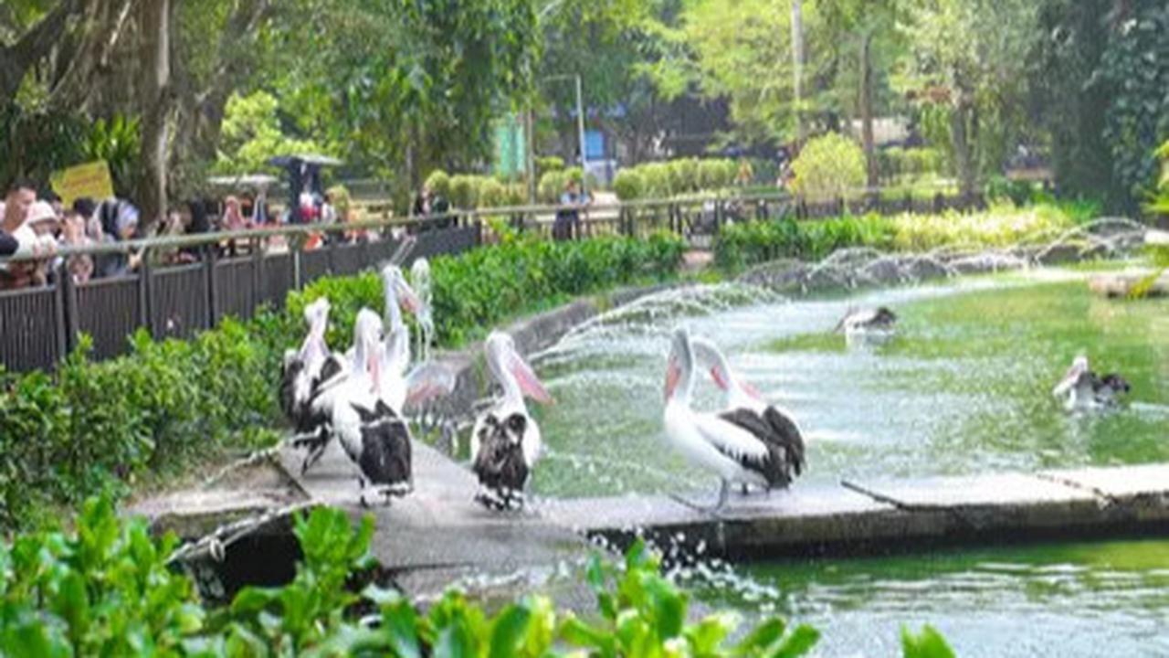 Harga Tiket Masuk Taman Margasatwa Ragunan, Buka Malam Hari Mulai Sabtu 11 Oktober 2025