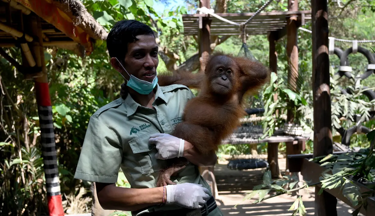 Petugas menggendong anak orangutan saat diperlihatkan kepada publik setelah beberapa bulan dalam karantina di Taman Safari Bali, Kabupaten Gianyar, Senin (19/8/2019). Pihak berwenang pada 22 Maret lalu menangkap WN Rusia yang berusaha menyelundupkan orangutan di dalam koper. (SONNY TUMBELAKA/AFP)