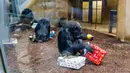 Seekor simpanse mengamati buah dari kado hadiah Natal yang diberikan pihak kebun binatang di Hanover, Jerman, Selasa (19/12). Beragam reaksi muncul saat binatang penghuni kebun binatang itu menerima kado. (PHILIPP VON DITFURTH/DPA /AFP)
