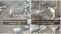 Viral Aksi Kucing Antar Makan untuk Anaknya Bikin Haru. (Sumber: TikTok/@olin_property_)