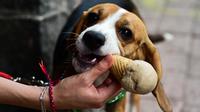 Anjing jenis beagle bernama Romi menikmati es krim yang diberikan oleh pemiliknya di kedai es krim khusus anjing di Mexico City, ibu kota Meksiko, Minggu (9/4). Es krim di toko ini telah didesain khusus menjadi makanan anjing. (RONALDO SCHEMIDT/AFP)