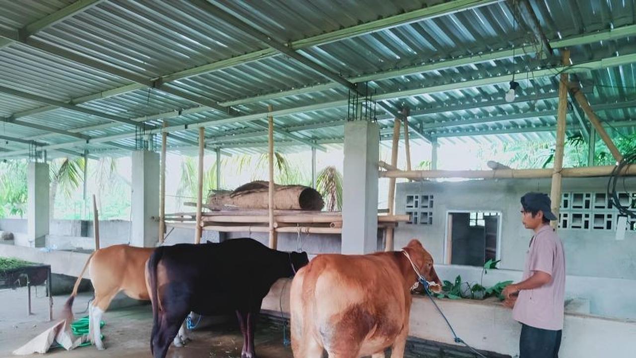 NTB Tingkatkan Kewaspadaan Hadapi Ancaman Cacar Sapi