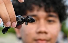 FOTO: Puluhan Tukik Lekang Dilepas di Pantai Alue Naga Banda Aceh