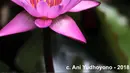"Bunga Teratai” selalu tampak anggun dan bersih sekalipun lingkungannya kotor (berlumpur, air keruh). Di dunia dikenal dengan Water Lily. Keterangan: Sama2 tanaman air, Lotus mempunyai kelopak bunga lebih lebar dan tidak teratur serta ada bijinya, 4 Februari 2018. (Liputan6.com/IG/@aniyudhoyono)