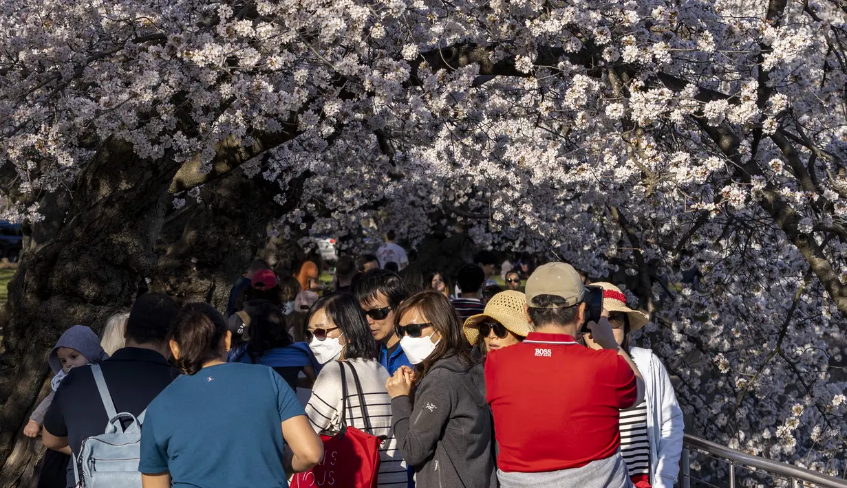 Pengunjung berkumpul di Tidal Basin untuk melihat bunga sakura di Washington, DC., 21 Maret 2022. National Park Service mengumumkan hari ini melalui Twitter bahwa bunga sakura Washington telah mencapai puncak mekarnya. (TASOS KATOPODIS/Getty Images via AFP)