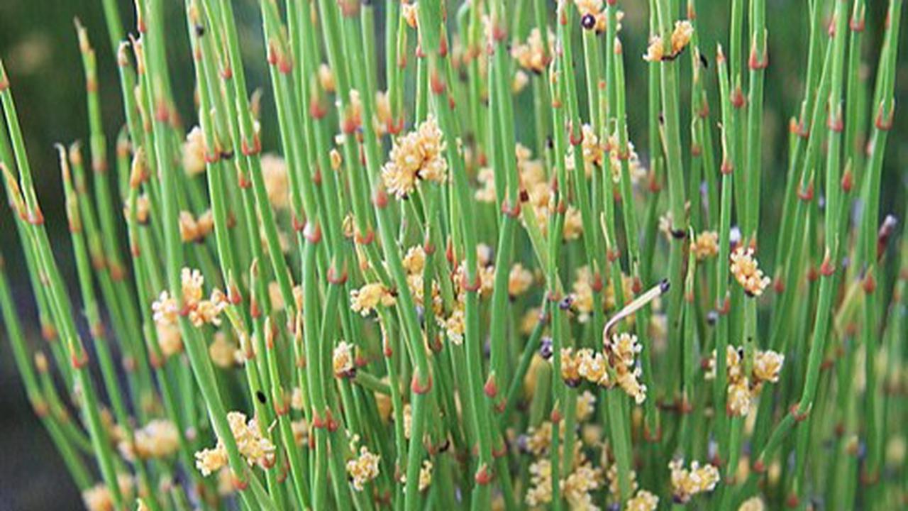 Ilustrasi Ephedra