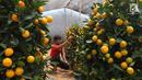 Pekerja menata jeruk kim kit atau jeruk Imlek di Meruya, Jakarta Barat, Sabtu (26/1). Jeruk tersebut didatangkan langsung dari China. (Liputan6.com/Angga Yuniar)