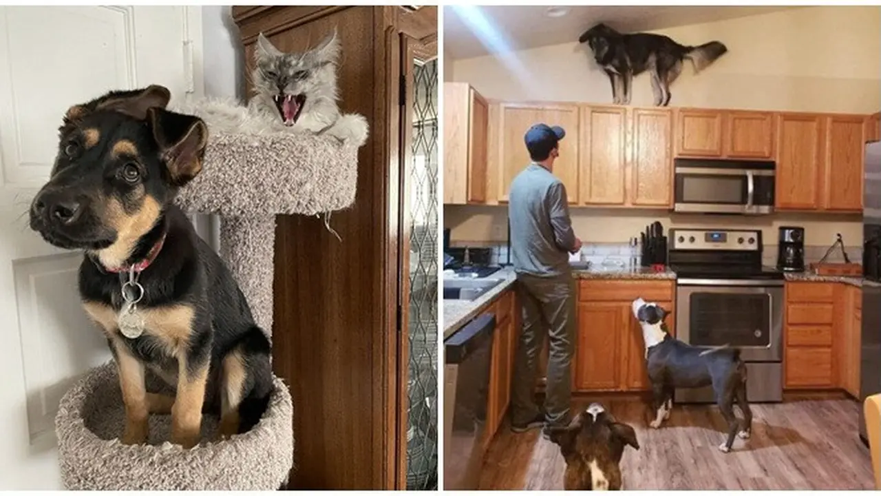 8 Potret Anjing saat Tiru Tingkah Laku Kucing Ini Bikin Geleng Kepala