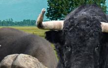 Serupa tapi Tak Sama, Ini Perbedaan Sapi, Kerbau, dan Banteng