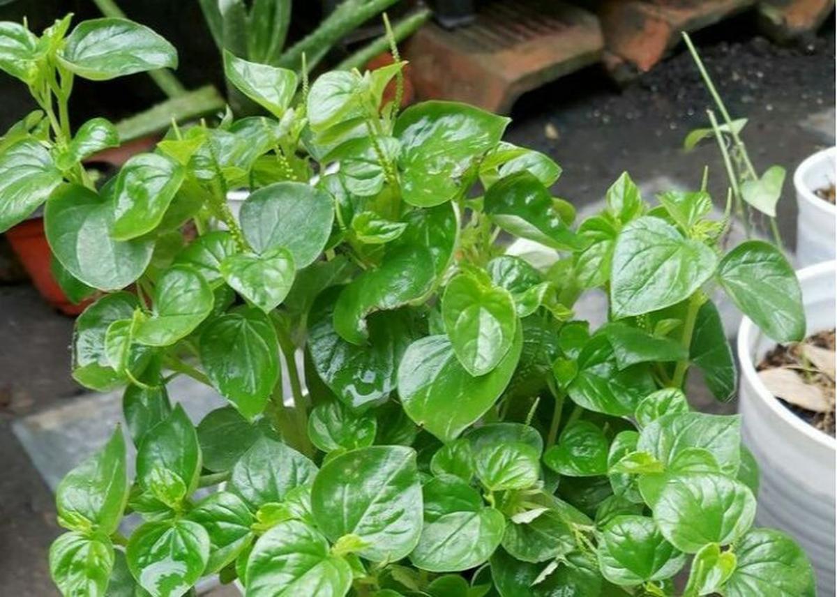 17 Manfaat Daun Sirih Cina yang Jarang Diketahui, Obati Asam Urat dan Jerawat