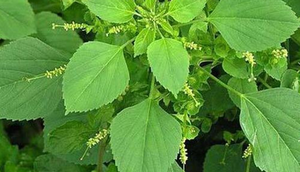 Manfaat Tanaman Anting-Anting untuk Kesehatan (Foto: Dinas Pertanian Mesuji)