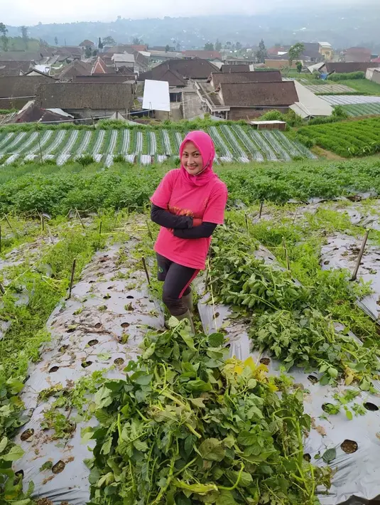 Kini Novi Listiana semakin mahir merawat tanaman, mulai dari memberi pupuk hingga sayuran panen dan dijual. Tak ada rasa gengsi bagi Novi saat menjadi petani. Pedangdut itu malah bangga dengan profesinya saat ini. Profesi petani dijalaninya dengan serius tapi santai. (Liputan6.com/IG/@novilisty_)