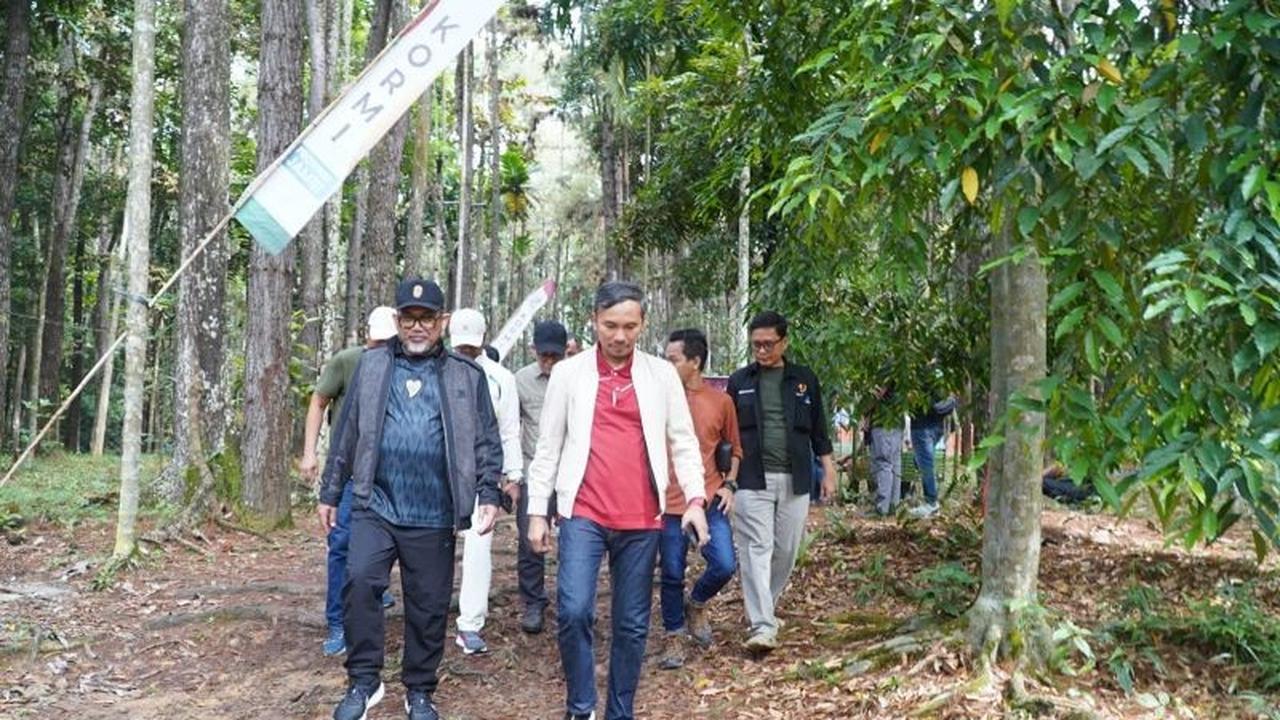 Hutan Pinus Jambi: Dari Destinasi Bersejarah Hingga Sumber Peningkatan PAD