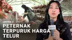Sudah beberapa hari, harga telur anjlok. Angin segar bagi pembeli, namun ini jadi mimpi buruk bagi peternak karena mereka dibebani harga pakan ayam yang masih impor.