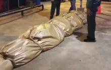 DPKP Inhil Kirim Bangkai Buaya Raksasa 585 Kg ke Jakarta untuk Diawetkan