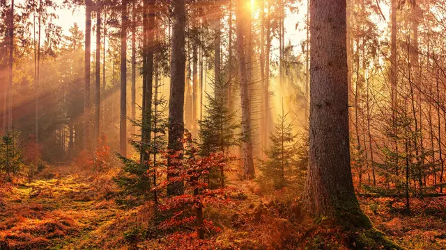 Nature