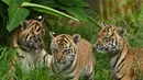 Tiga anak harimau sumatera untuk pertama kalinya dilepas ke kandang terbuka di Kebun Binatang Toranga, Sydney, Jumat (29/3/2019). Tiga ekor anak harimau sumatera yang lahir dari indukan bernama Kartika itu untuk pertama kalinya muncul ke publik Australia. (PETER PARKS / AFP)