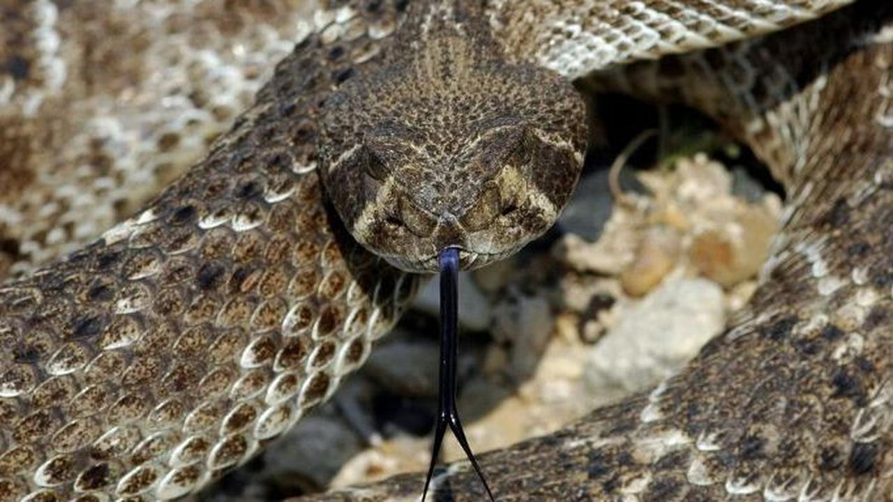 2. Diamondback Rattlesnake kecepatan menyerang 2,95 meter per detik kuadrat