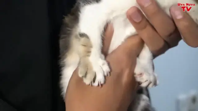 Potret Kucing Bercorak Manusia Milik Rieta Amilia. (Sumber: YouTube/Uya Kuya TV)
