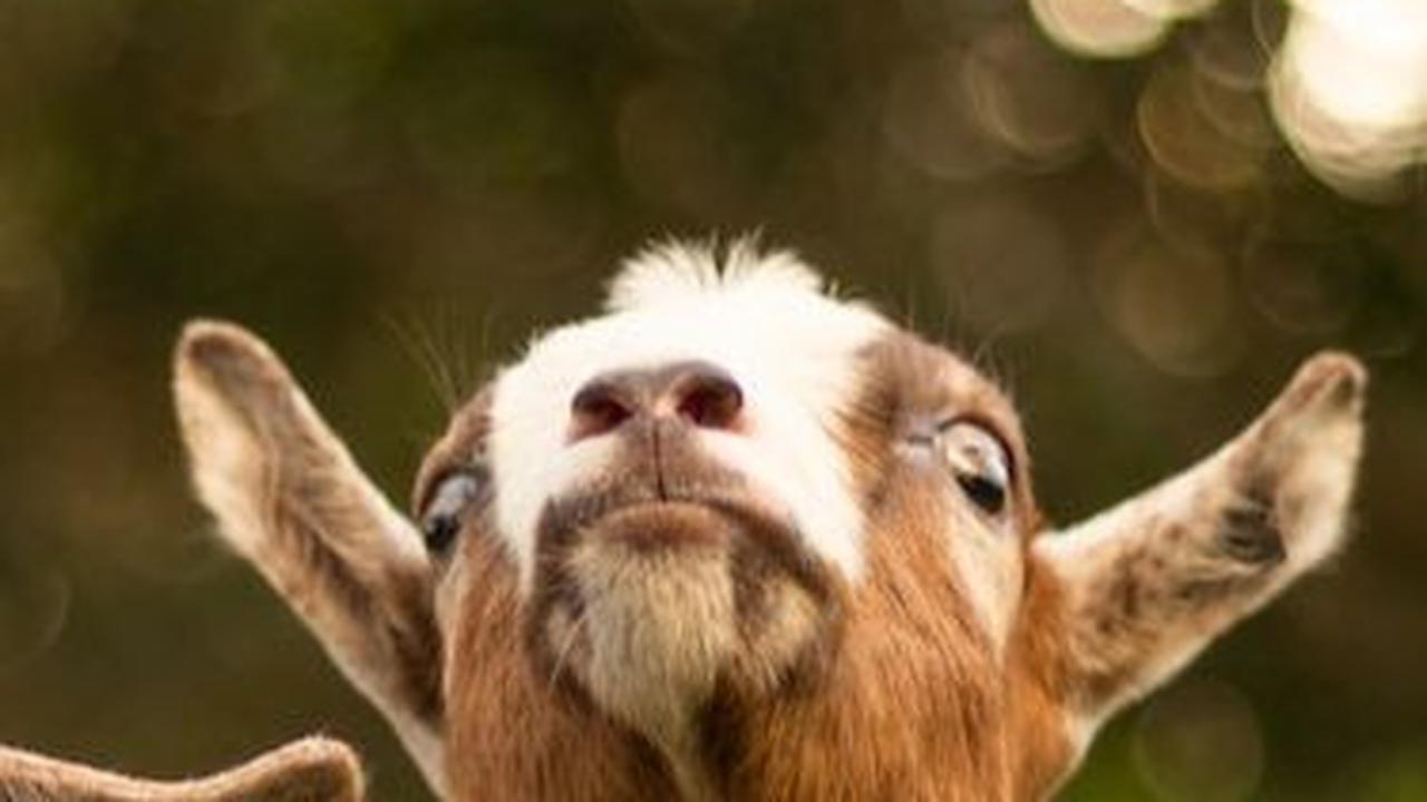 Idul Adha atau Hari Raya Kurban<br>