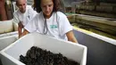 Seorang relawan membawa kotak yang berisi sekitar 570 tukik (anak penyu), untuk dilepas ke Samudera Atlantik di Boca Raton, Florida (27/7). Kegiatan ini untuk menjaga populasi kehidupan penyu-penyu laut tersebut. (Joe Raedle/Getty Images/AFP)