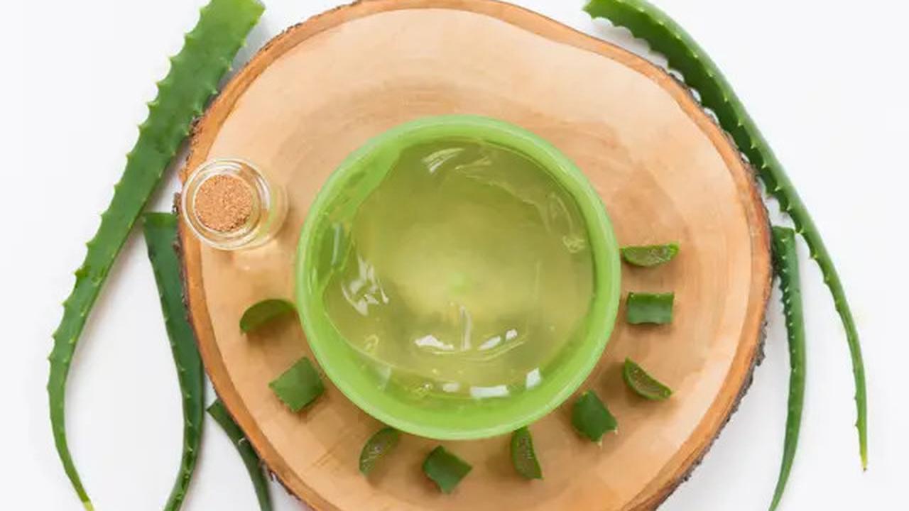 Khasiat Berbagai Jenis Lidah Buaya, dari Kesehatan Hingga Kecantikan