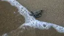 Tukik laut, yang baru menetas, berjalan menuju perairan Laut Mediterania di Pantai Lara, Siprus, 9 Agustus 2018. Populasi penyu Siprus dan penyu hijau kembali pulih setelah upaya pelestarian selama beberapa dekade. (AP/Petros Karadjias)