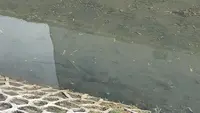 Top 3 News: Setelah Dibersihkan, Ikan Sapu-Sapu di Kali Cideng Sekitar Bundaran HI Masih Terlihat