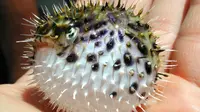 Bahaya Ikan Buntal untuk Manusia, Mengandung Racun Paling Mematikan di Dunia