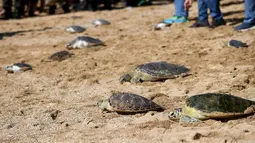 Penyu yang dilepasliarkan terdiri dari 20 penyu lekang (lepidochelys olivacea), tiga penyu sisik (eretmochelys imbricata), dan 41 penyu hijau (chelonia mydas). (SONNY TUMBELAKA/AFP)