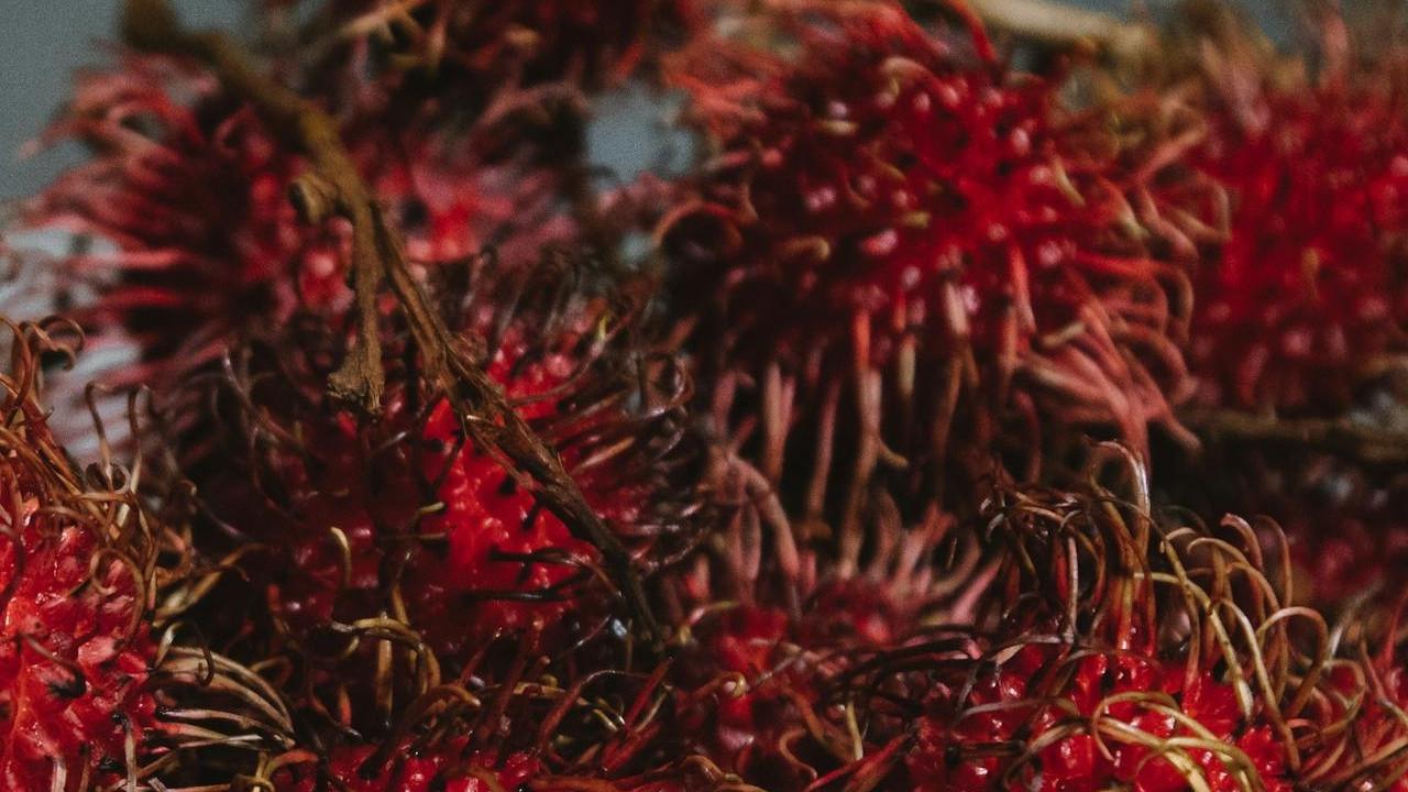 Ilustrasi Rambutan