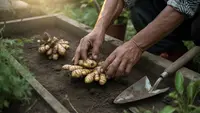 Cara Menanam Jahe untuk Pemula agar Panen Melimpah