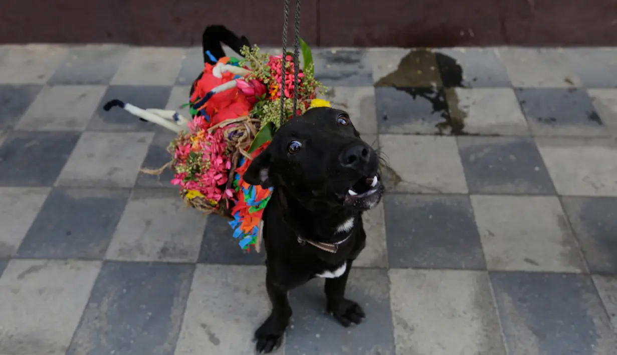 Seekor anjing didandani dan dihias pemiliknya saat akan menghadiri misa San Lazaro di Monimbo, Masaya, Nikaragua (18/3). Para pemilik anjing menghias dan mendadani peliharaannya untuk menghadiri misa ini. (AFP/Inti Ocon)