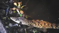 Ada Buaya Pemalu, Langka dan Hanya Ada di Kutai Timur