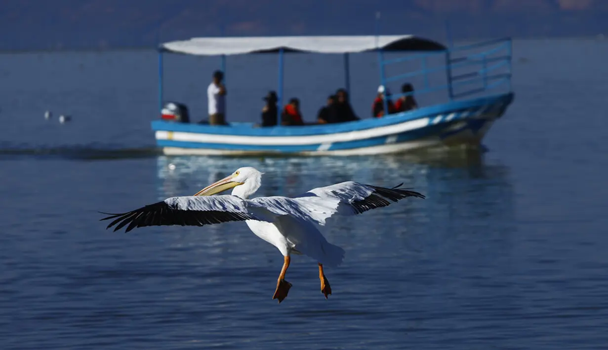 Seekor pelicanos borregones atau pelikan putih terbang di atas Danau Chapala, Petatan, Meksiko, 5 Februari 2022. Kawanan pelikan putih terbang dari Kanada dan Amerika Serikat ke iklim yang lebih hangat di Pulau Petatan. (AP Photo/Armando Solis)