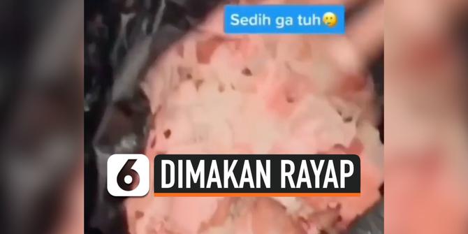 VIDEO: Viral, Tumpukan Uang Rp 15 Juta Ludes Dimakan Rayap