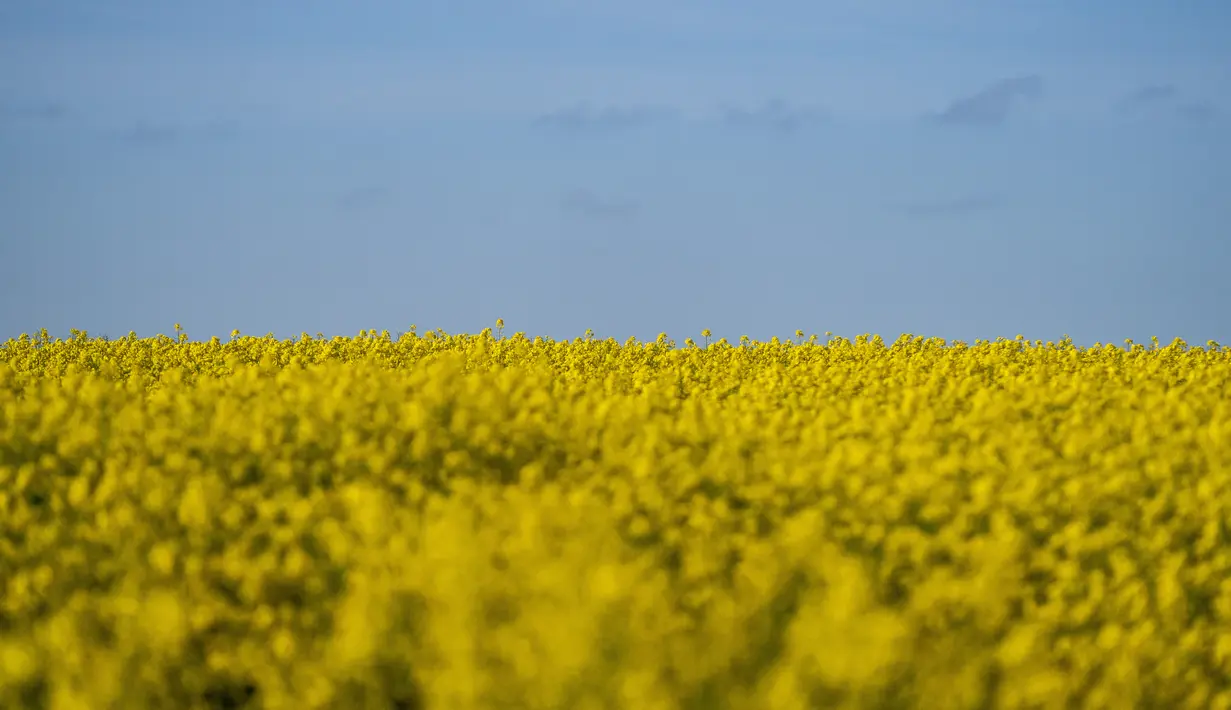 <p>Ladang bunga canola berwarna kuning keemasan yang mekar dan langit biru di Lellinge dekat Koege, Denmark timur, pada 15 Mei 2022. Lanskap tersebut terlihat menyerupai warna bendera nasional Ukraina yang berwarna biru dan kuning. (Mads Claus Rasmussen / Ritzau Scanpix / AFP)</p>