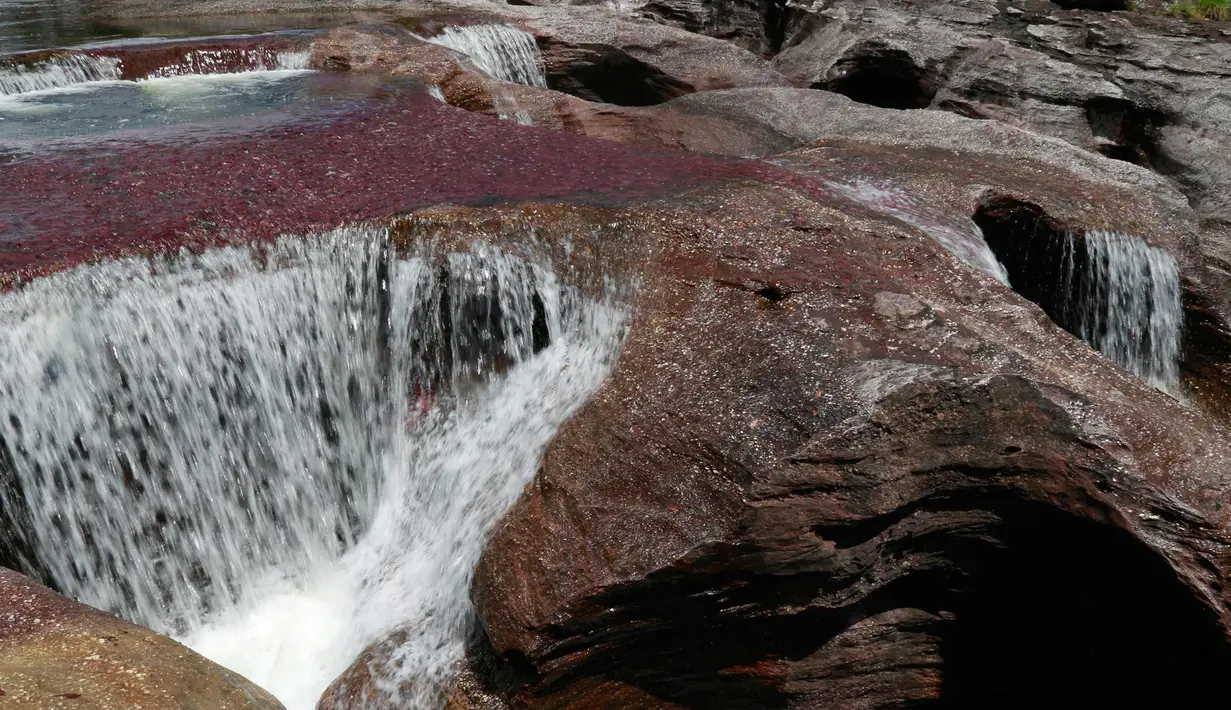  Sungai Cano Cristales atau disebut "sungai lima warna" terlihat di Taman Nasional Sierra de La Macarena, provinsi Meta, Kolombia (27/9). Keindahan Sungai ini karena tanaman ganggang warna-warni yang  menghiasi dasar sungai. (AFP PHOTO/John Vizcaino)