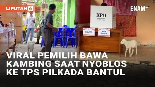 VIDEO: Viral Pemilih Bawa Kambing Saat Nyoblos ke TPS Pilkada Bantul