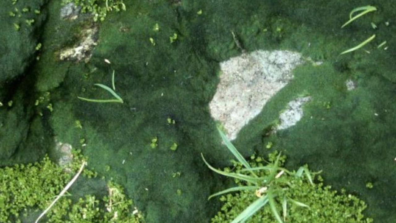 Tumbuhnya Bunga di Antartika Jadi Kabar Buruk Bagi Kehidupan di Bumi, Ini Alasannya