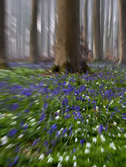 Bluebell, juga dikenal sebagai Eceng Gondok liar, mekar di lantai hutan Hallerbos di Halle, Belgia  20/4/2021). Pada musim semi, pemandangan biru hamparan bunga Bluebell atau eceng gondok liar tengah bermekaran dapat dinikmati di hutan ini. (AP Photo/Virginia Mayo)