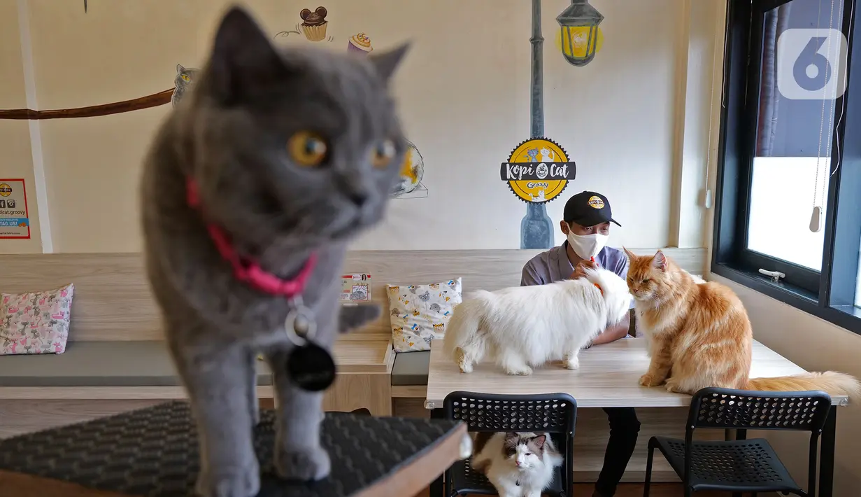 Pekerja bermain dengan kucing di Kopi Cat Cafe Kemang, Jakarta, Sabtu (30/5/2020). Kafe kucing itu akan menerapkan protokol kesehatan terkait kebijakan new normal, salah satunya membersihkan kucing setiap satu jam sekali yang dimulai pada 5 Juni mendatang. (Liputan6.com/Herman Zakharia)