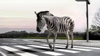 Zebra cross adalah area yang disediakan bagi pejalan kaki untuk menyebrang.