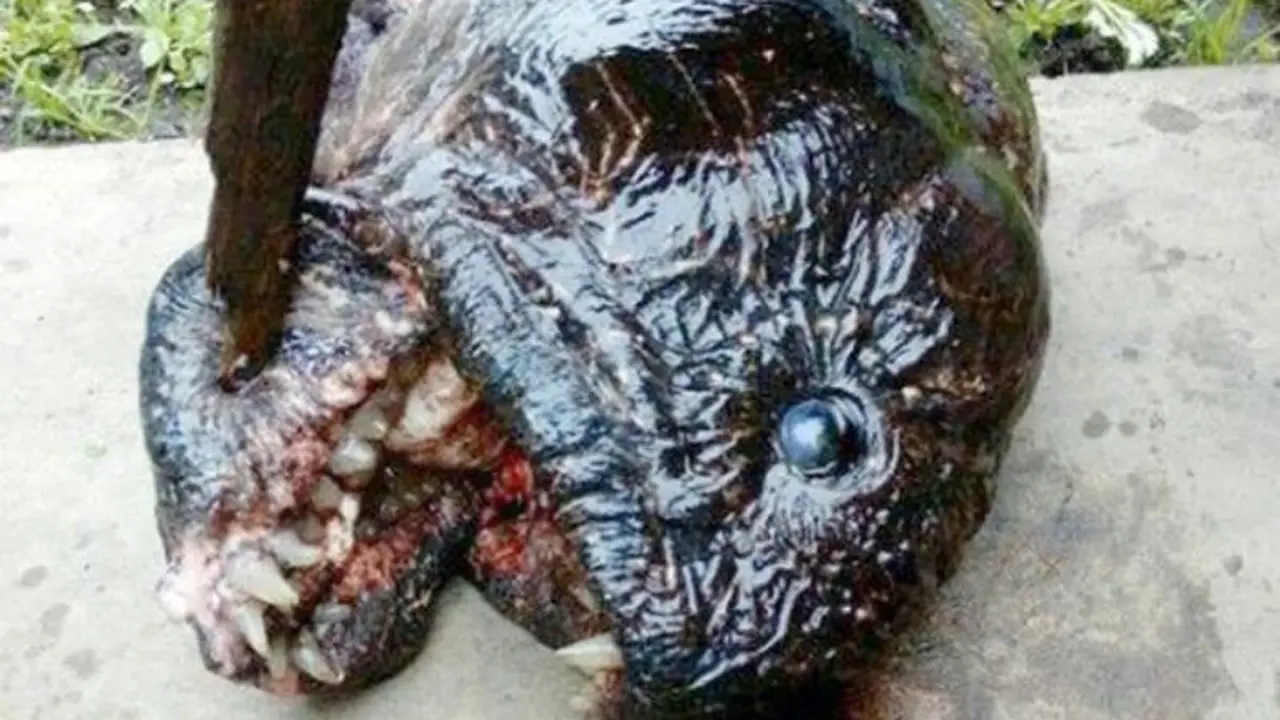 Ikan Misterius Bergigi Buat Kaget Pemancing